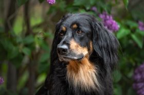 Sabine-Welpen-Web-088.jpg